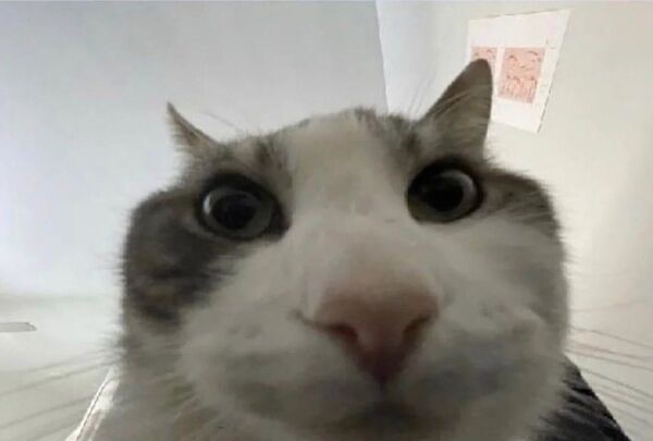 un chat blanc qui regarde vers le bas, droit dans l'objectif
