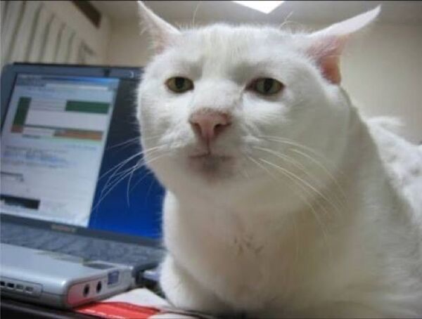 un chat blanc qui fixe l'objectif d'un air sérieux et pas impressionné